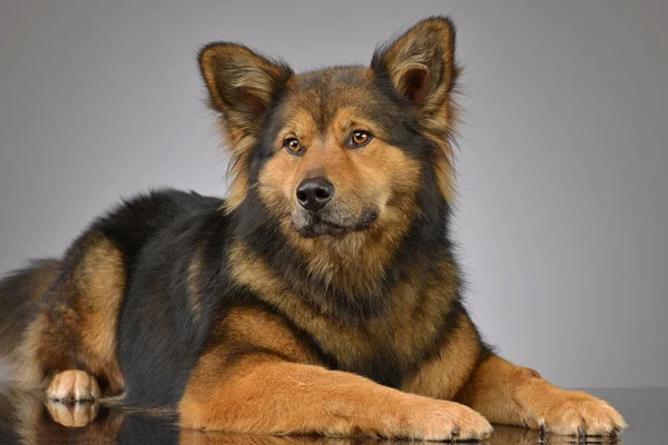 Studio Shot Van Een Schattig Gemengd Rashond Liggend Een Grijze — Stockfoto