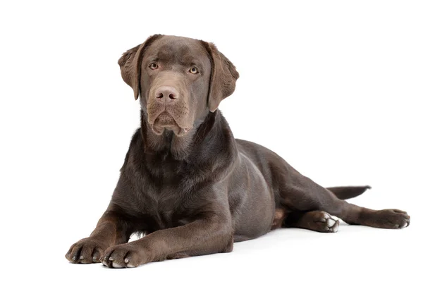 Studio Shot Van Een Schattig Labrador Retriever Liggend Witte Achtergrond — Stockfoto