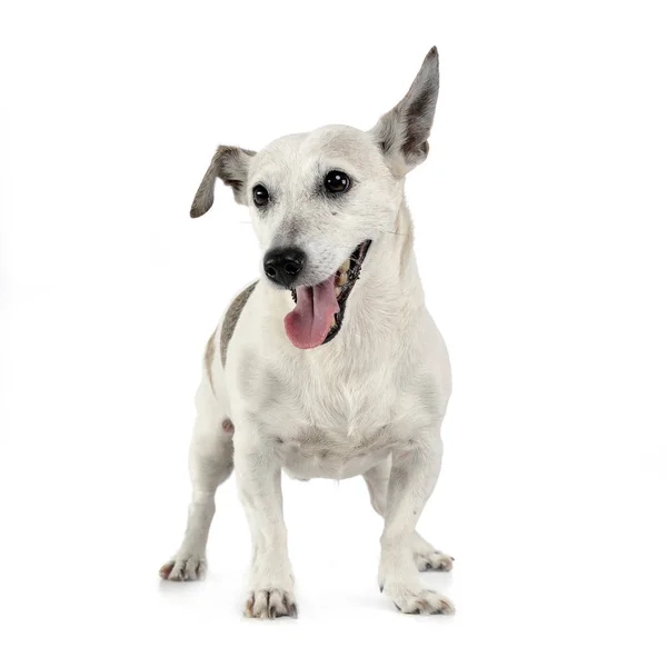 Směšné Uši Smíšené Plemeno Psa Stojící Bílém Studio — Stock fotografie
