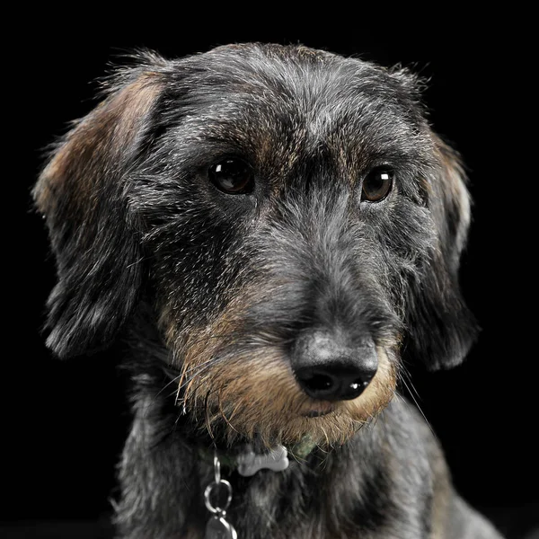 Lieve Puppy Wired Haar Teckel Portret Fotostudio — Stockfoto