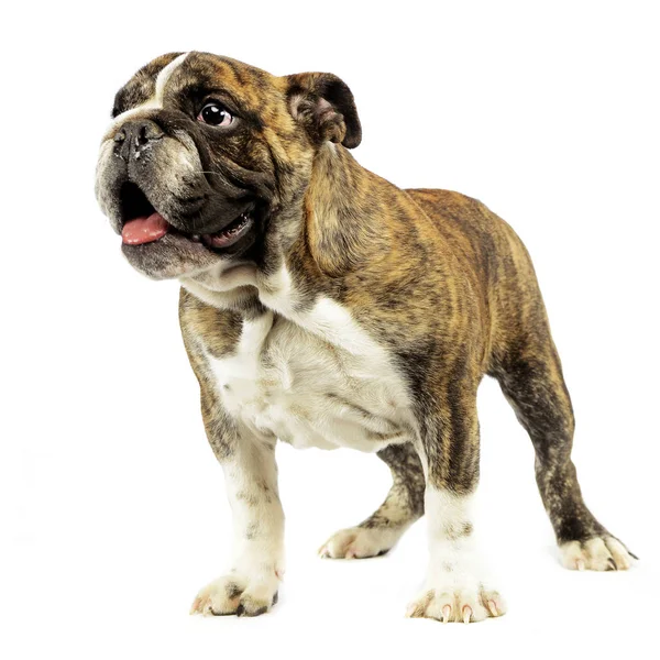 Puppy Bulldog Staande Lookin Uit Witte Studio — Stockfoto