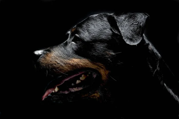 Portret Rottweiler Studio Fotograficznym Czarny — Zdjęcie stockowe