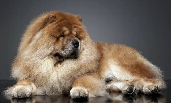 Chow Chow Dans Studio Photo Gris — Photo