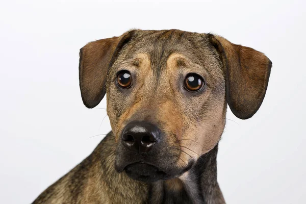 Bir Çok Güzel Karışık Doğurmak Köpek Atış Stüdyo Portresi Üzerine — Stok fotoğraf