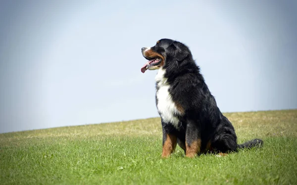 Parkta Çok Güzel Bernese Dağ Köpek — Stok fotoğraf