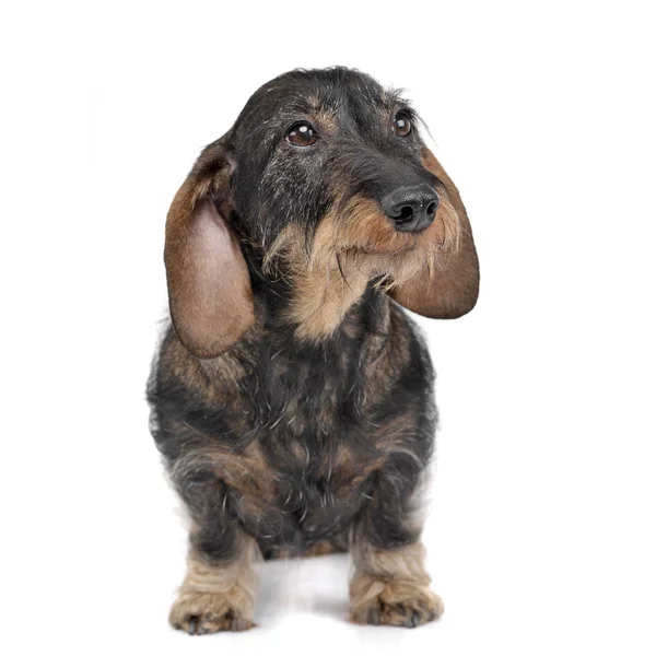 Estúdio Tiro Adorável Dachshund Sobre Fundo Branco — Fotografia de Stock