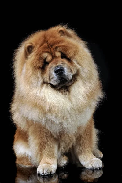 Belle Chow Chow Posant Dans Studio Photo — Photo