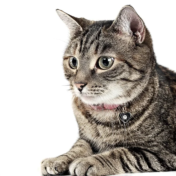 Tatlı Kedi Portre Fotoğraf Stüdyosu — Stok fotoğraf