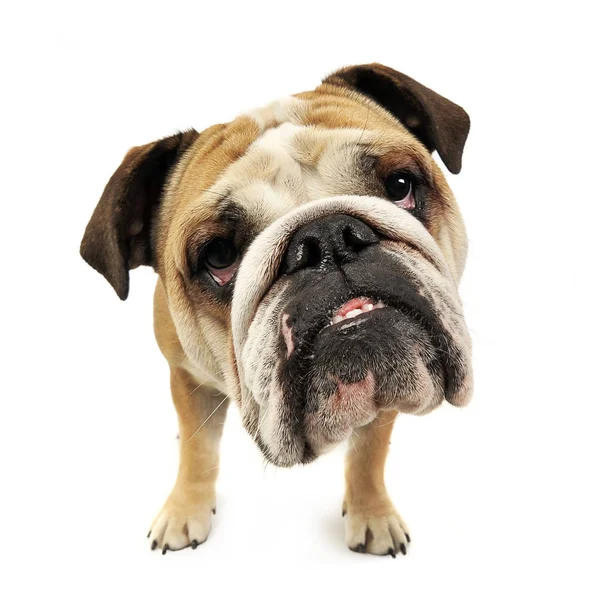 Komik Koca Kafa Bulldog Portre Beyaz Studio — Stok fotoğraf