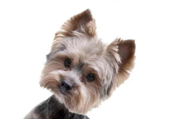 Retrato Adorável Yorkshire Terrier Isolado Fundo Branco — Fotografia de Stock