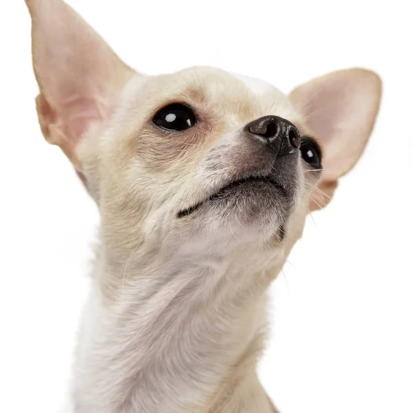 Retrato Adorable Chihuahua Plano Estudio Aislado Blanco — Foto de Stock
