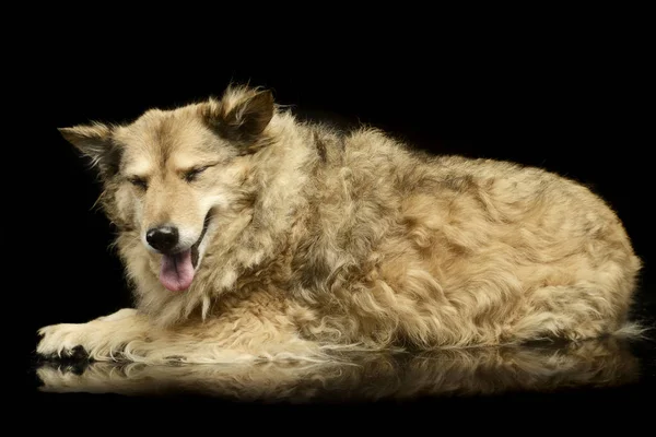 Zabawny Pies Rasy Mieszanej Jest Relaks Studiu Fotograficznym Ciemny — Zdjęcie stockowe