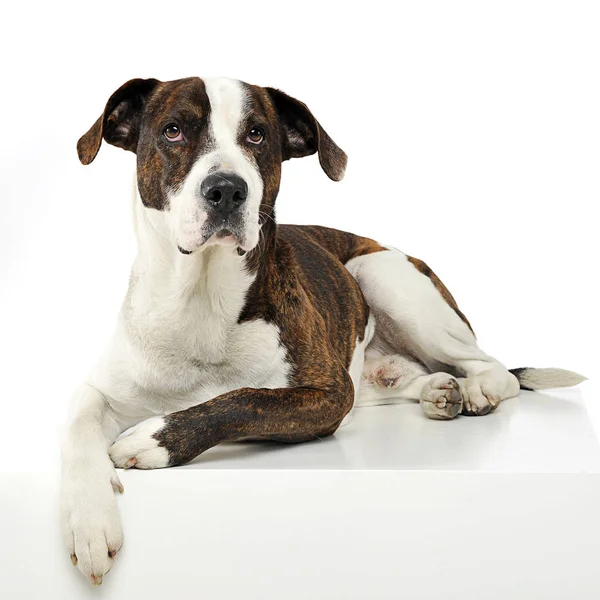 Cão Misto Raça Relaxante Estúdio Branco — Fotografia de Stock