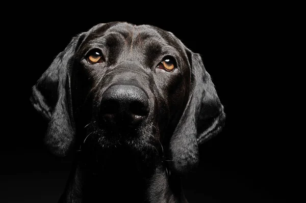 Potret Anjing Hitam Ras Campuran Dalam Latar Belakang Hitam — Stok Foto