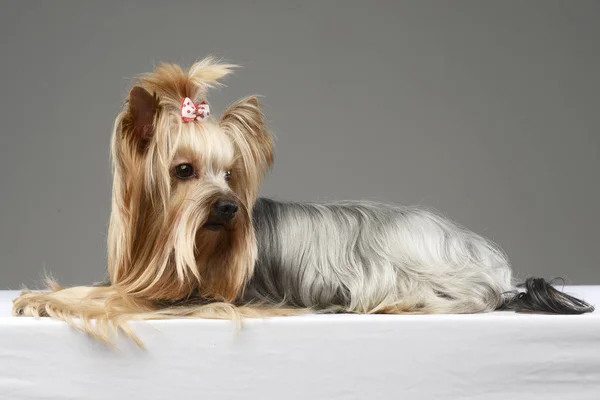 Long Hair Yorshire Terrier Lying Studio — Stock Photo, Image