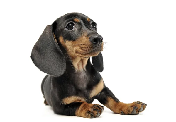 Cachorro Shor Cabelo Dachshund Relaxante Estúdio — Fotografia de Stock