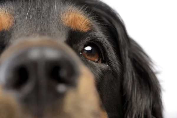 Retrato Adorável Inglês Cocker Spaniel Tiro Estúdio Isolado Branco — Fotografia de Stock