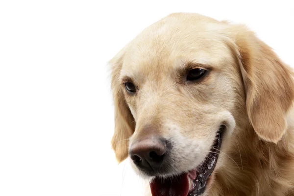一个可爱的混合品种的狗的画像 演播室射击 查出在白色 — 图库照片
