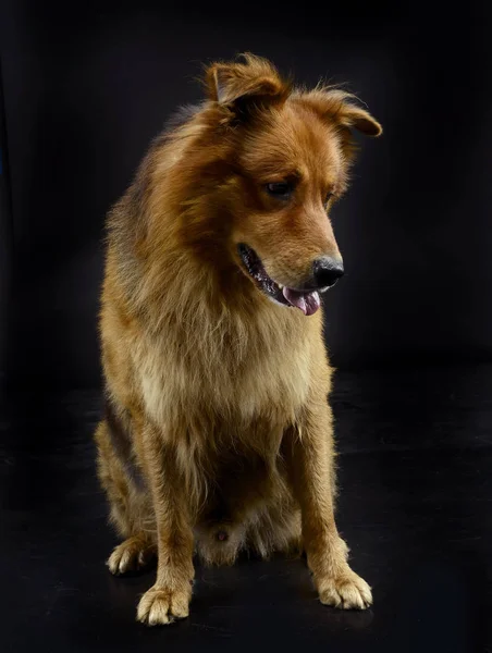 Cão Marrom Agradável Sentado Chão Estúdio Escuro — Fotografia de Stock