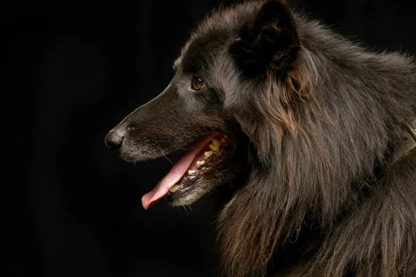 Portret Van Een Schattig Belgische Herder Studio Opname Geïsoleerd Zwart — Stockfoto