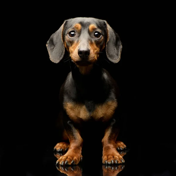 Studio Împușcat Dachshund Adorabil Picioare Fundal Negru — Fotografie, imagine de stoc