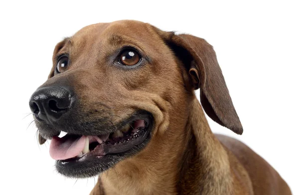 Mixed Breed Dachshund White Isolated Background — Stock Photo, Image