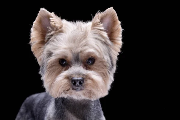 Ritratto Adorabile Yorkshire Terrier Isolato Sfondo Nero — Foto Stock