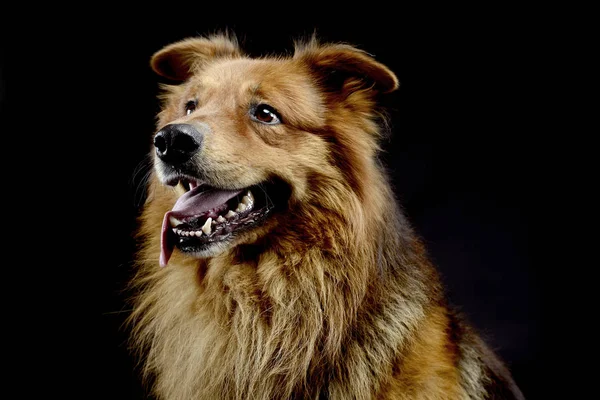 Retrato Cachorro Marrom Agradável Estúdio Escuro — Fotografia de Stock