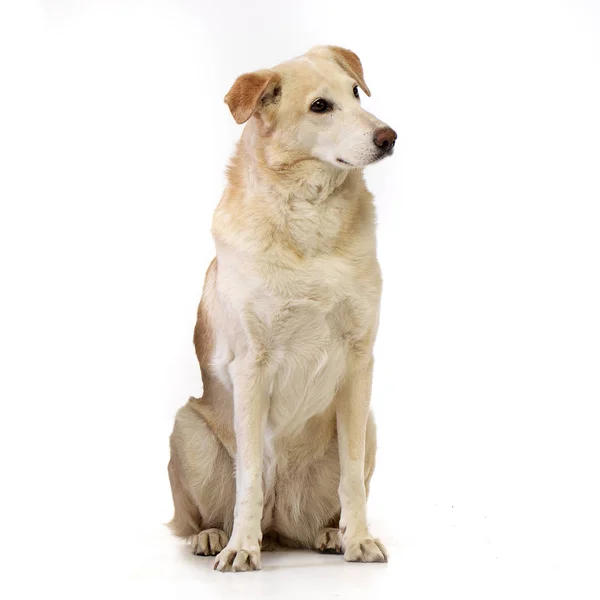 Estudio Perro Raza Mixta Adorable Sentado Sobre Fondo Blanco — Foto de Stock