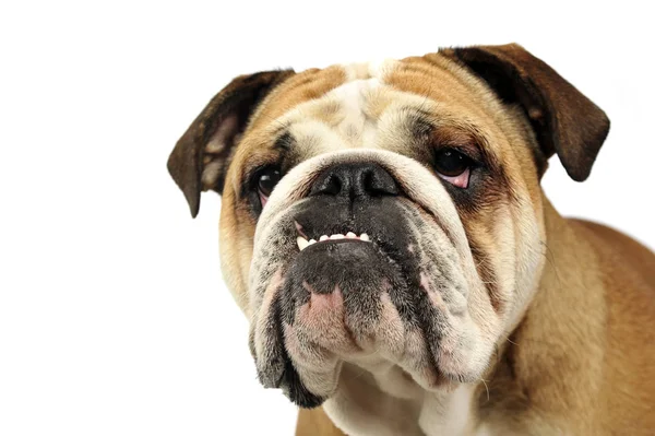 Retrato Bulldog Estudio Fotografía Blanco —  Fotos de Stock