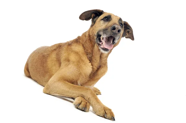 Mixed Breed Dog Photo Studio — Stock Photo, Image