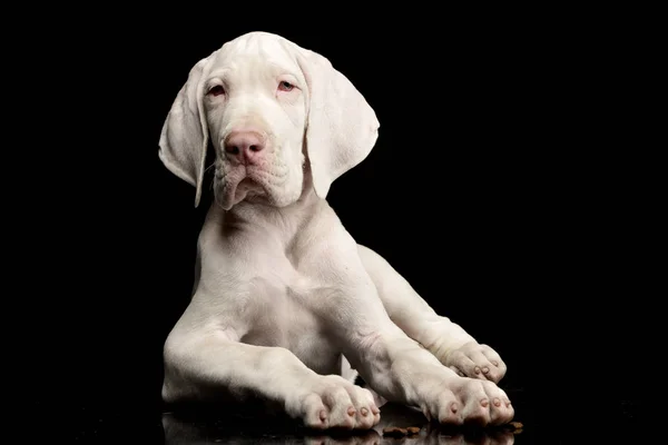 Studio Shot Cute Great Dane Puppy Lying Black Background — Stok Foto