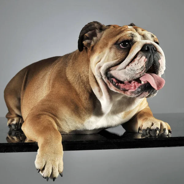 Bulldog Rahatlatıcı Gri Bir Stüdyoda Eğleniyor — Stok fotoğraf