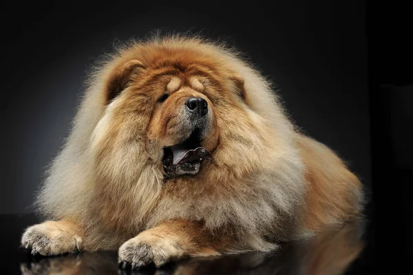 Όμορφη Chow Chow Μοιάζουν Ένα Λιοντάρι Που Βρίσκεται Ένα Σκοτεινό — Φωτογραφία Αρχείου