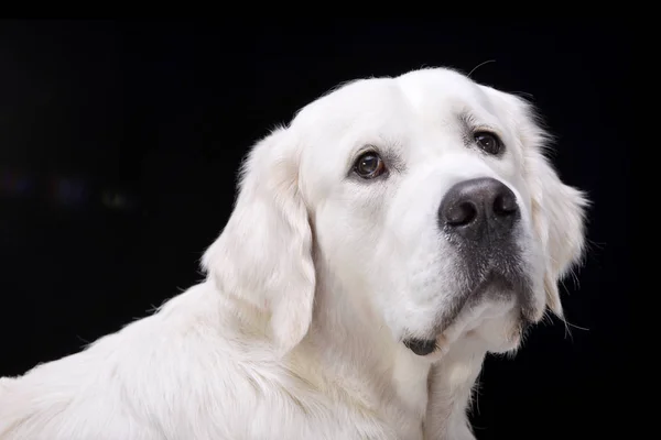 Portréja Egy Imádnivaló Golden Retriever Elszigetelt Fekete Háttér — Stock Fotó