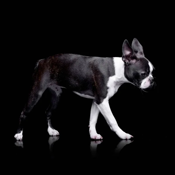 Estudio Adorable Boston Terrier Pie Sobre Fondo Negro — Foto de Stock