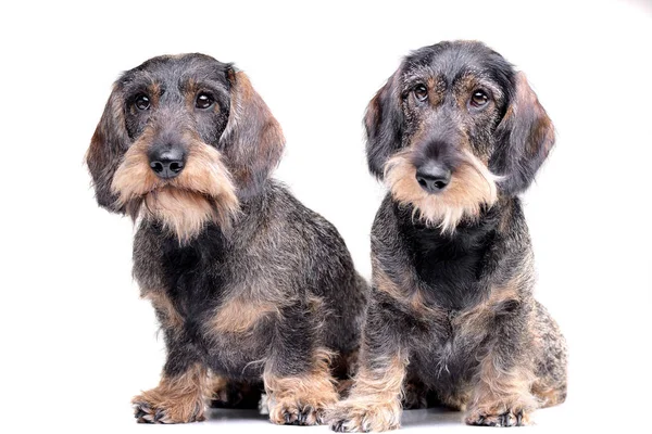 Estúdio Tiro Dois Adorável Dachshund Sentado Sobre Fundo Branco — Fotografia de Stock