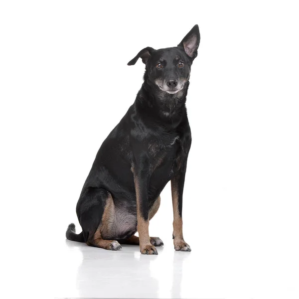 Estudio Perro Raza Mixta Adorable Sentado Sobre Fondo Blanco — Foto de Stock