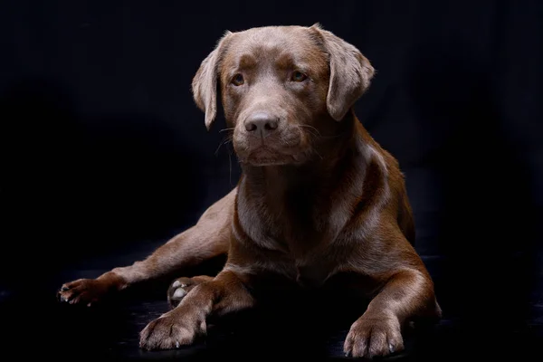 Studio Záběr Roztomilý Labradorský Retrívr Ležící Černém Pozadí — Stock fotografie