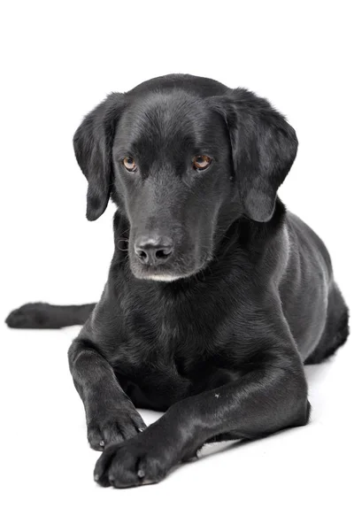 Estudio Disparo Perro Raza Mixta Adorable Acostado Sobre Fondo Blanco — Foto de Stock