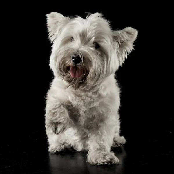West Highland White Terrier Walking Black Studio — Stock Photo, Image