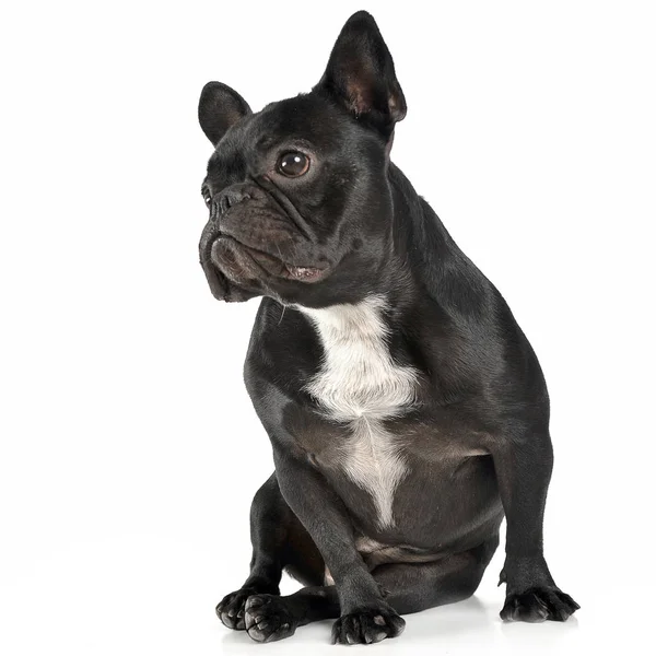 Fransız oturan ve sidewaysin beyaz studi seyir buldozer