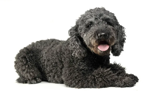 Keyfin yerinde bir beyaz fotoğraf stüdyosunda köpek yavrusu sünger taşı