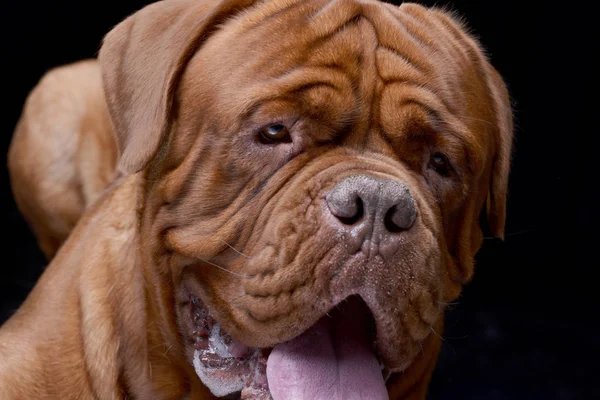 Portret Van Een Schattig Bordeauxdog Geïsoleerd Zwarte Achtergrond — Stockfoto