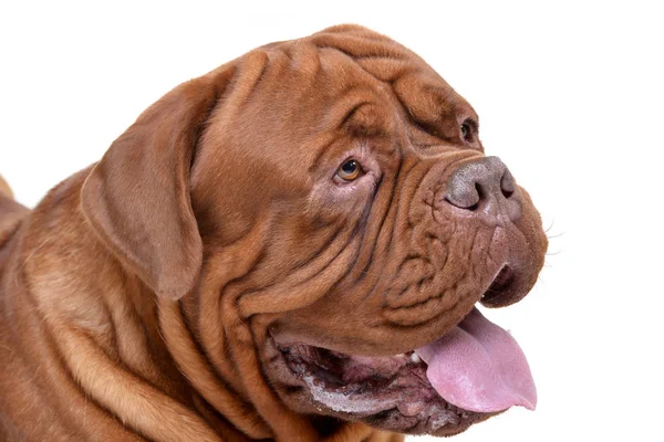 Retrato Adorável Dogue Bordeaux Isolado Sobre Fundo Branco — Fotografia de Stock