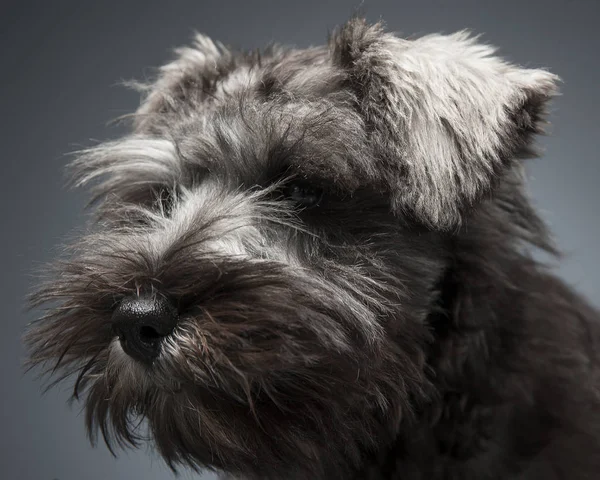 Schnauzer Puppy Retrato Fundo Escuro Estúdio — Fotografia de Stock