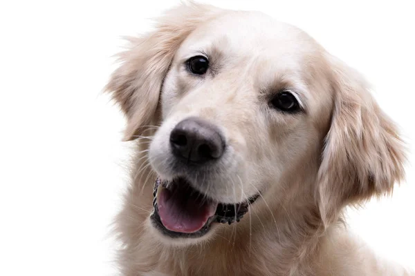 Śliczny Złoty Pies Myśliwski Izolowana Białym Tle Portret — Zdjęcie stockowe