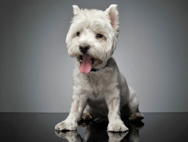 West Highland White Terrier sitting in a shiny floor