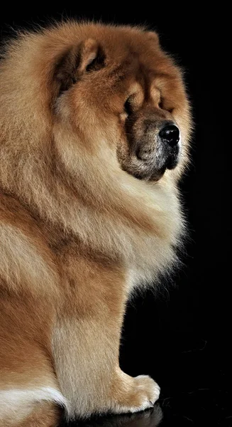 Belle Chow Chow Posant Dans Studio Photo — Photo