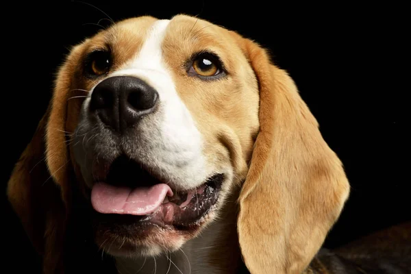 Çok güzel bir Beagle - atış, stüdyo portresi üzerine beyaz izole.